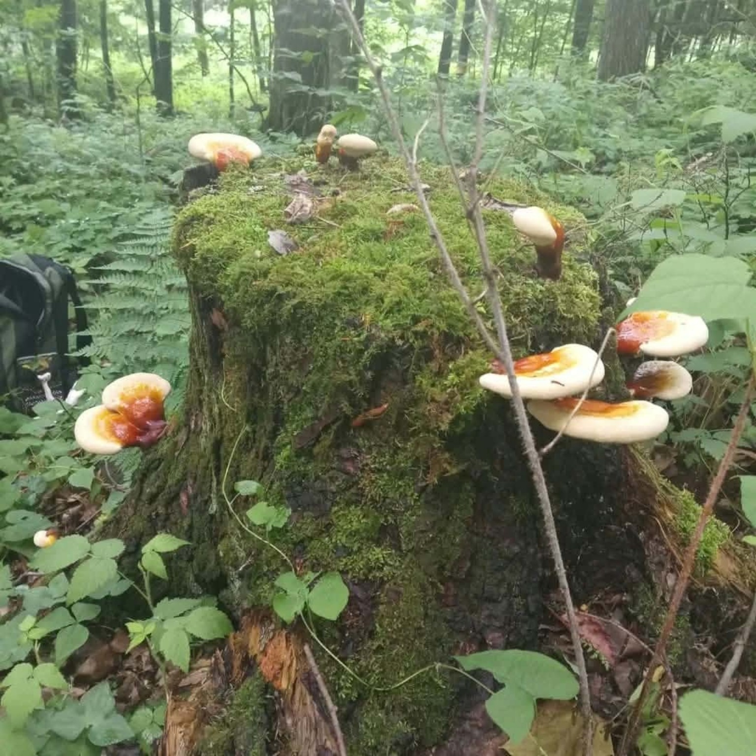 Moss-covered woodland stump with shelf mushrooms, photographed in the forest