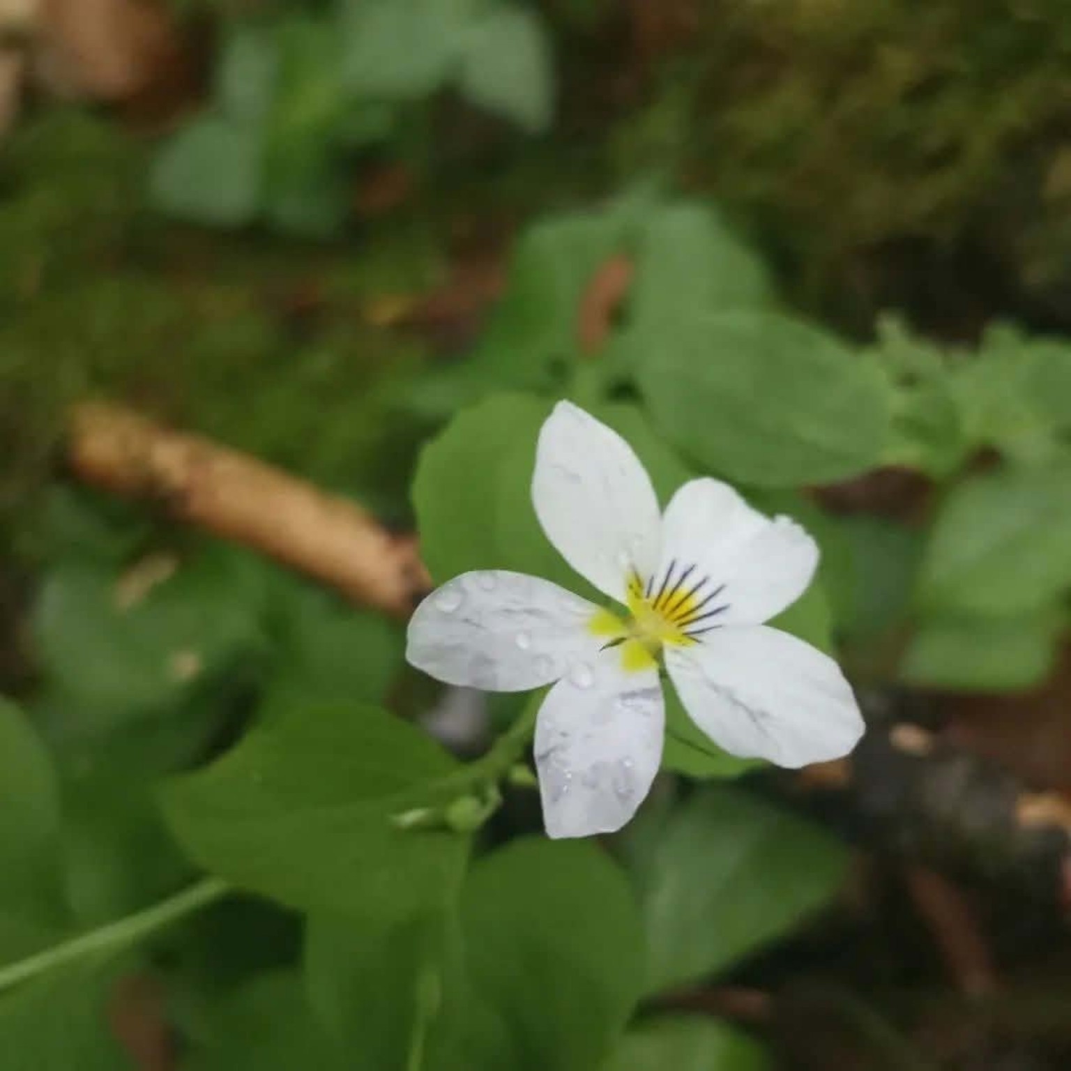 Delicate white wildflower with water droplets
