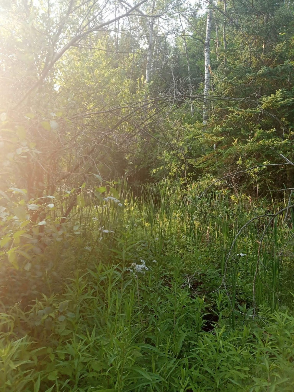 Sunlight filtering through a green wetland and forest edge